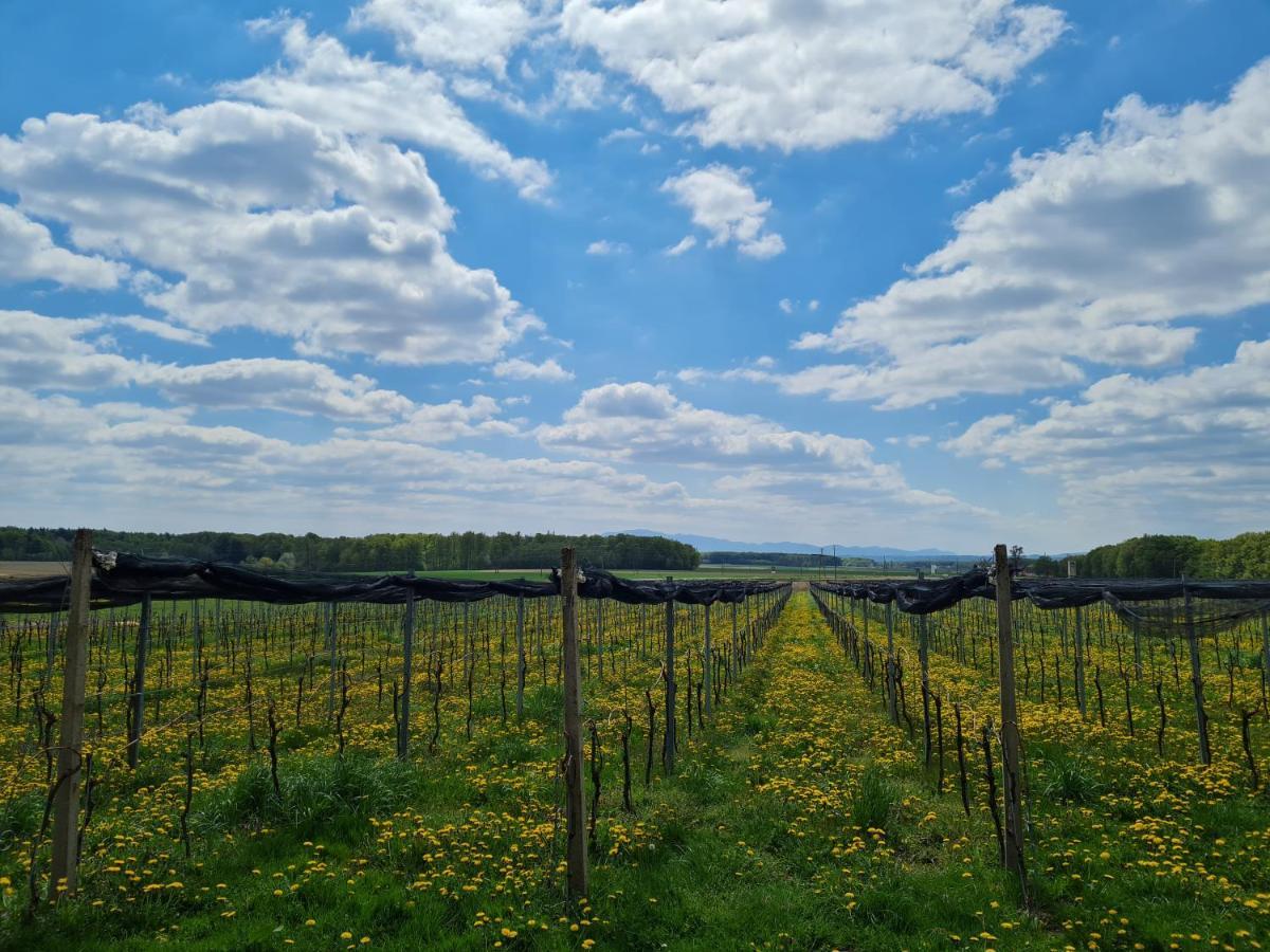 Wine Paradise Glavinic Miklavz pri Ormozu Buitenkant foto